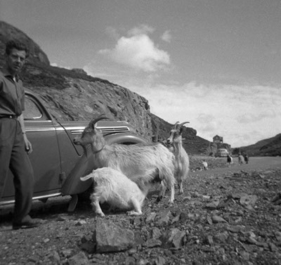 Moskwich 1954 and goats